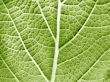 Leaf of a plant close up