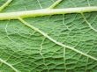 Macro photo of leaf 