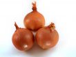 Fresh bulbs of orange 