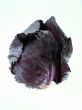 Red cabbage