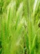 ear of green wheat 