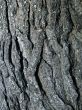 cracked tree trunk