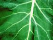 Macro photo of leaf 