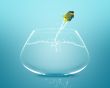 angelfish jumping and doing Acrobatic show