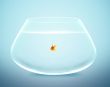 goldfish