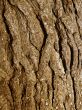 cracked tree trunk