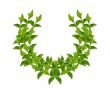 Wreath from Green leaves