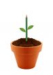 Young plant in clay pot