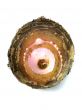 Taro Root Vegetable