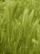 ear of green wheat 