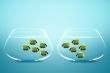 Two groups of angelfish in fishbowls 