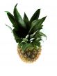 Fresh pineapple