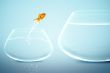 goldfish in small fishbowl watching goldfish jump into large fis