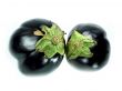 Fresh eggplant