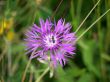 Purple Cornflower