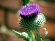 Thistle to a red wall