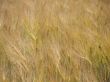 grainfield-3