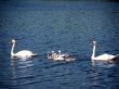 Swan family