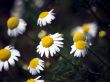 Bloom of mayweed