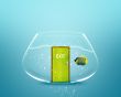 angelfish in small bowl