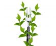 green leaves around fork