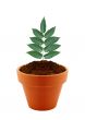 Young plant in clay pot