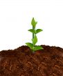 green plant