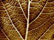 Dry leaf of a plant close up