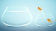 goldfish  jumping to Big bowl