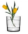yellow tulips