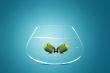 Two Angelfish falling in love