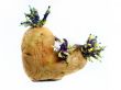 potato sprouts