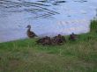 Wild ducks