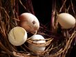 Nest and eggs