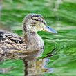 Forest pond and wild duckling