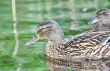 Wild female duck in the summer forest