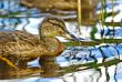 Forest pond and wild ducks