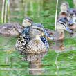 Forest pond and wild ducks