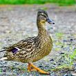 Wild female duck in the summer forest