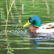 Forest pond and wild male duck