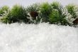 Pine branches with a lump in the snow