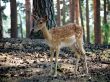 Doe