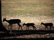 Deer silhouettes