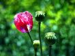 Opium poppy-bloom