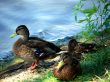 Mallard ducks on the river