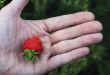 Man`s hand hold a last strawberry in the garden