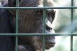 Monkey in captivity