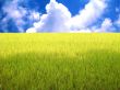 rice field in blue sky