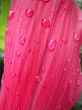 red leaf with dew drops