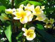 Plumeria 